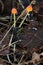 Mycena acicula Mushrooms