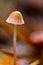 Mycena aetites, commonly known as the drab bonnet, this fungi grows on decayed wood and woody debris in temperate ecosystems often