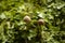 Mycena Bonnet mushrooms in green vegetation