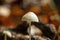 Mycena cinerella white mushroom