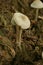 Mycena Galericulata Mushroom