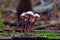 Mycena haematopus mushroom