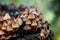 Mycena inclinata mushroom cluster on old rotten stump closeup. A group of brown small mushrooms on a tree on a green background,