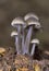 Mycena leptocephala, commonly known as the nitrous bonnet, is a species of fungus in the family Mycenaceae