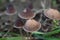 Mycena Leptocephala mushrooms