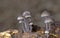 Mycena leptocephala (Mycena metata)commonly known as the nitrous bonnet is a species of fungus in the family Mycenaceae