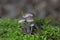 Mycena leptocephala (Mycena metata)commonly known as the nitrous bonnet is a species of fungus in the family Mycenaceae