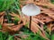 Mycena metata Mushroom in a Mossy Lawn