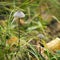 Mycena Mushroom