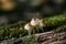 Mycena, poisonous fungi, small saprotrophic mushrooms on dead tree in forest