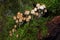 Mycena renati, commonly known as the beautiful bonnet.