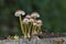 Mycena renati, commonly known as the beautiful bonnet, is a species of mushroom in the family Mycenaceae