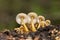 Mycena renati is a species of mushroom in the family Mycenaceae.