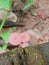 Mycena rosella, beautiful fungus
