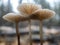 Mycena rosella, known as the pink bonnet, species of mushroom in the family Mycenaceae in the forest. Selective focus