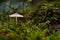 Mycena rosella Pink-edged Helmling mushroom fungus in colourful autumn forest