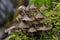 Mycena tintinnabulum is a European species of agaric fungus in the family Mycenaceae.