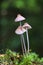 Mycena vitilis, commonly known as the snapping bonnet, is a species of inedible mushroom in the family Mycenaceae.