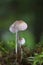 Mycena vitilis, commonly known as the snapping bonnet, is a species of inedible mushroom in the family Mycenaceae.