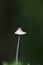 Mycena vitilis, commonly known as the snapping bonnet, is a species of inedible mushroom in the family Mycenaceae.