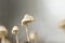 Mycena wild mushroom close up