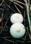 Mycetinis alliaceus fungus in the autumn outdoors botany. Garlic parachute shrooms macro growing on the wood bark.