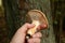 Mycologist demonstrates and talks about various forest mushrooms