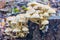 Mycotoxine fungus growing out of several holes in a dead tree stump