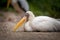 Mycteria ibis portrait in nature