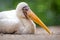 Mycteria ibis portrait in nature