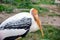 Mycteria Leucocephala Portrait Closeup Stork Exotic Birds Asia Stock Photo