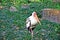 Mycteria Leucocephala Portrait Closeup Stork Exotic Birds Asia Stock Photo