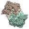 Myeloperoxidase enzyme. Lysosomal protein, present in neutrophil granulocytes, that produces hypochlorous acid. 3D Illustration