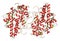 Myeloperoxidase enzyme. Lysosomal protein, present in neutrophil granulocytes, that produces hypochlorous acid. 3D Illustration