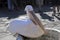 Mykonos Greece Close-up of a large Pelican bird, sitting on the edge of the sink in the middle of the square and drinking water fr