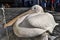 Mykonos Greece Close-up of a large Pelican bird, sitting on the edge of the sink in the middle of the square and drinking water fr