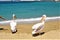 Mykonos, seaside, pelicans, summer and Greek island