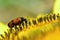 Mylabris beetle feeding on sunflower