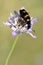 Mylabris beetle on flower