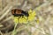 A Mylabris Quadripunctata beetle on a yellow dandelion flower