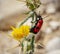 Mylabris quadripunctata - four spot beetle