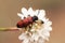 Mylabris species beetle of small size and red and black color easy to see feeding on flowers in spring