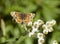 Mylitta Crescent butterfly in Washington