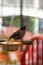 Myna bird perched on the food pan