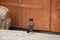 A myna bird is resting in the courtyard of a temple (Bhutan)