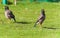 Myna birds , on grass ,sun rays , park