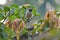 Myna Chick in in the Nest