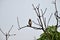 A Myna on a Mango Branch