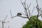 A Myna on a Mango Branch