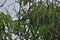 A Myna on a Mango Tree